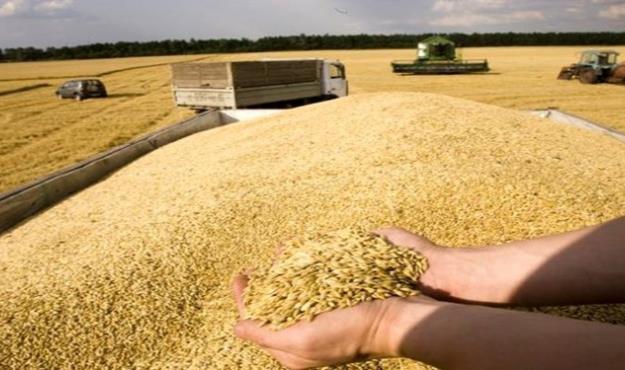 نیاز به واردات بیش از ۶ میلیون تن گندم در سال جاری 