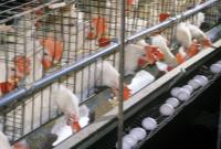 حذف ۱۴میلیون قطعه مرغ تخم‌گذار طی سه ماه/ احتمال واردات تخم‌مرغ از هفته آینده