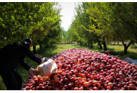 ۴۰۰ هزار تن سیب روی دست کشاورزان ماند!