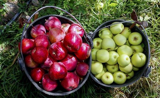  افزایش ۱۰ درصدی قیمت میوه در بازار