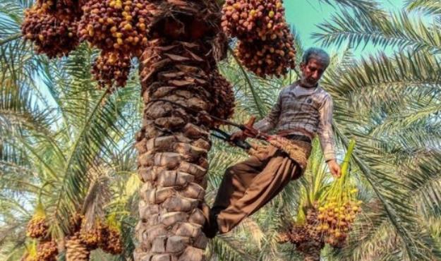 قیمت جدید خرما اعلام شد