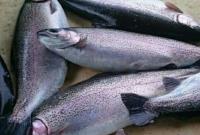  افزایش ۱۰۰ درصدی قیمت ماهی قزال‌آلا
