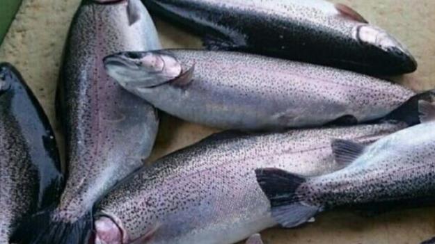  افزایش ۱۰۰ درصدی قیمت ماهی قزال‌آلا