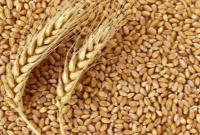  نیازمند واردات ۷.۵ میلیون تن گندم در سال جاری هستیم