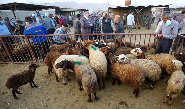  قیمت دام زنده در جایگاه‌های ثابت و موقت عرضه بهداشتی اعلام شد 