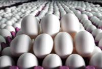 رئیس اتحادیه مرغ تخم‌گذار: تا دولت حذف یارانه نهاده را تکذیب نکند، قیمت کاهش نمی‌یابد!