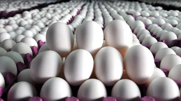 رئیس اتحادیه مرغ تخم‌گذار: تا دولت حذف یارانه نهاده را تکذیب نکند، قیمت کاهش نمی‌یابد!