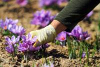  کاهش ۶۳ درصدی صادرات زعفران