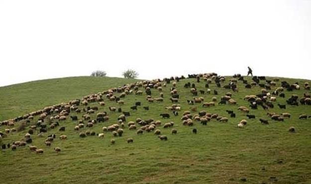 از سرگیری صادرات دام ضروری است