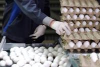  تخم مرغ ۱۳هزار تومان گران شد