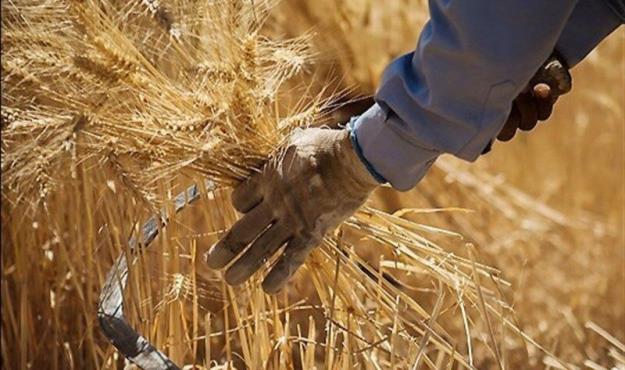 قیمت خرید تضمینی گندم ۱۱ هزار و ۵۰۰ تومان تعیین شد 
