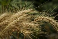  تولید گندم به ۱۰ میلیون تن می رسد