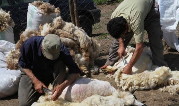 مافیا اجازه نمی‌دهد که قیمت گوشت پایین بیایید
