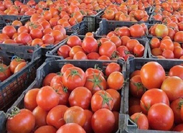 عرضه گسترده گوجه‌فرنگی با قیمت ۹ هزار تومان