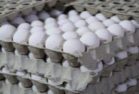  زیان ۷۰۰ تومانی مرغداران در فروش هر کیلو تخم مرغ