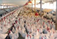 حمایت وزارت کشاورزی از مرغداران با خرید تضمینی تخم‌مرغ