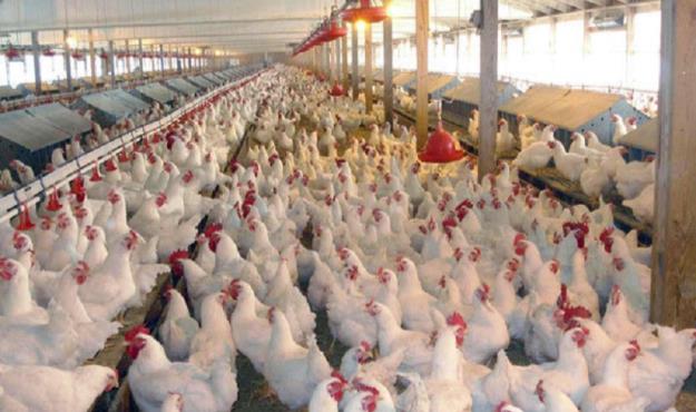 حمایت وزارت کشاورزی از مرغداران با خرید تضمینی تخم‌مرغ