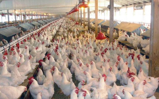  صنعت مرغداری در حال فروپاشی است/ تولیدکنندگان رغبتی برای جوجه‌ریزی ندارند 