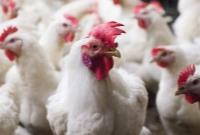 تولیدکنندگان مرغ زنده در انتظار ابلاغ قیمت‌های مصوب 