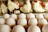 احتمال افزایش قیمت یک شانه تخم‌مرغ به ۱۳۰ هزار تومان 