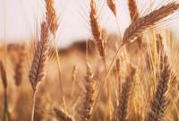  افت ۳۰ درصدی خرید گندم نسبت به سال قبل/ گندم های وارداتی در حال ترخیص از گمرک