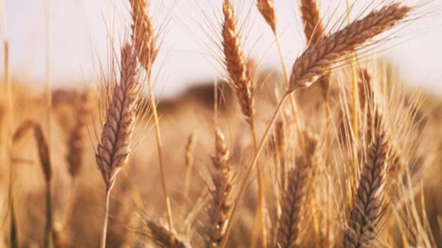  افت ۳۰ درصدی خرید گندم نسبت به سال قبل/ گندم های وارداتی در حال ترخیص از گمرک