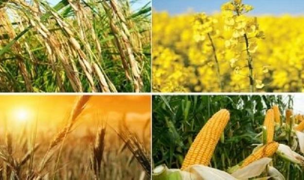  پرداخت کمک هزینه بلاعوض برای کشت ۸ محصول اساسی