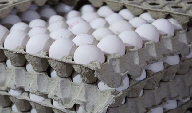 تخم‌مرغ ۱۰۰ هزار تومانی گرانفروشی است