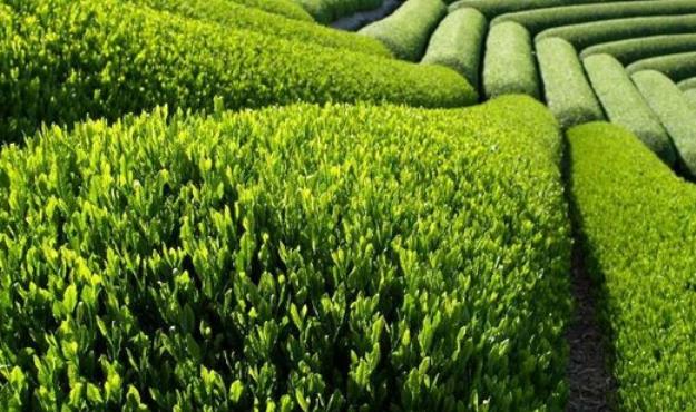 آخرین قیمت چای در بازار
