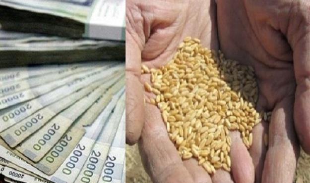  اعلام قیمت گندم در هفته جاری