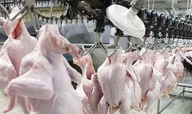 بلبشو در بازار مرغ/ «قرارگاه مرغ» راه به جایی نبرد 