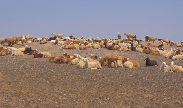 از خون دل خوردن دامداران تا مرگ خاموش صنعت دامپروری 