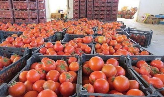 عوارض جدید برای صادرات محصولات جالیزی اعلام شد