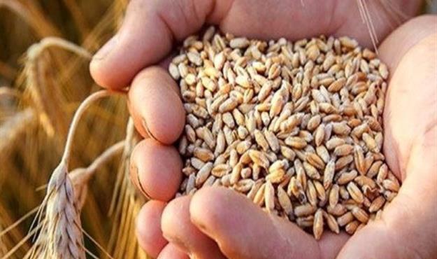  آخرین مصوبات تنظیم بازار دولت دوازدهم: فورا گندم وارد شود 