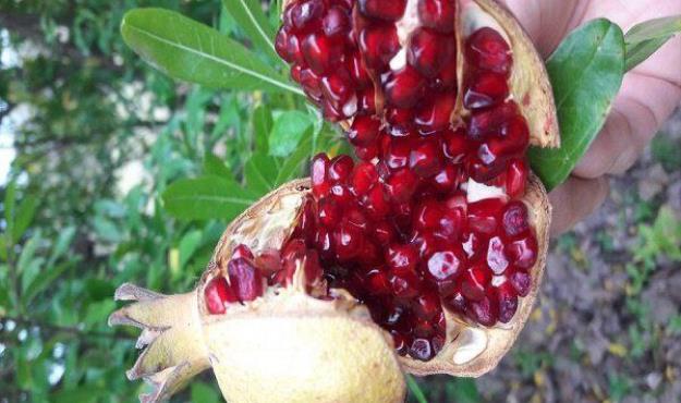 ۲۲ درصد انار جهان در ایران تولید می‌شود