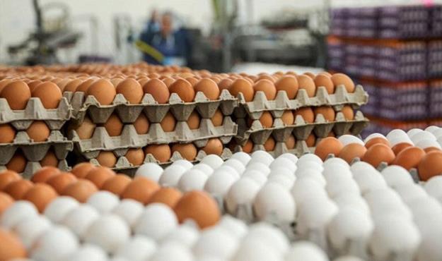  افزایش ١۶ برابری قیمت شانه کاغذی تخم مرغ
