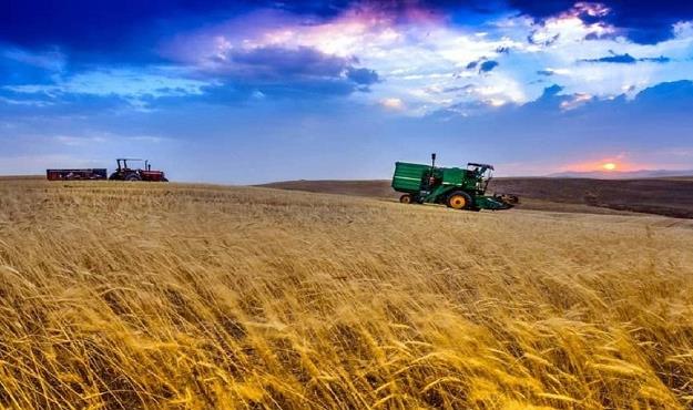  علت شکست سیاست خودکفایی گندم در سال‌های گذشته چیست؟