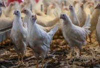  آزادسازی صادرات مرغ با عوارض صفر 