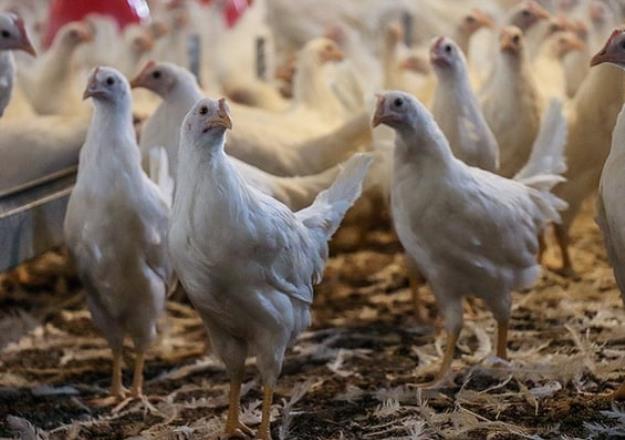 آزادسازی صادرات مرغ با عوارض صفر 