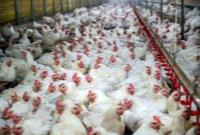 ارائه تسهیلات با نرخ سود ۱۰ درصد به مرغداران