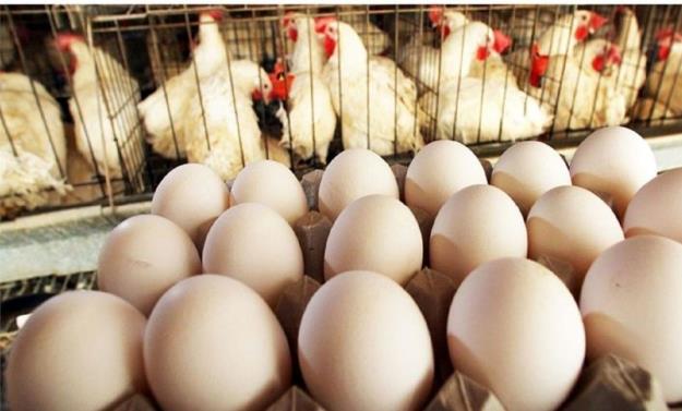  قیمت انواع تخم مرغ در بازار