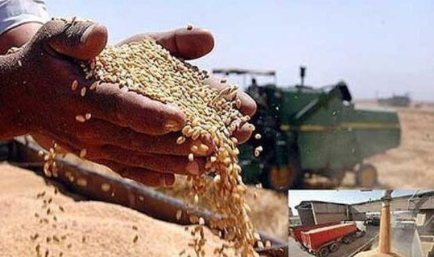  چرا قیمت نهایی گندم اعلام نمی‌شود؟