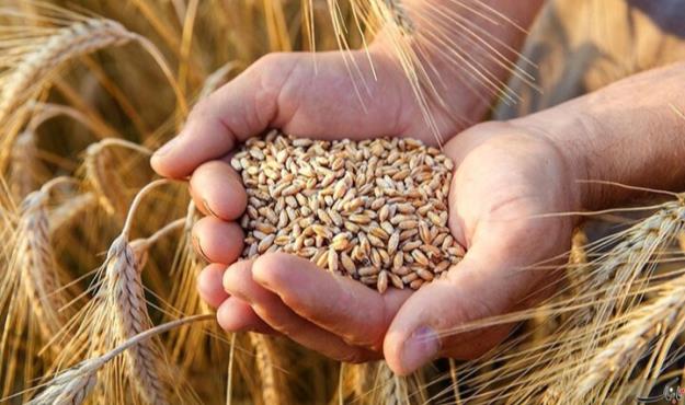  آیا گندم سر از دامداری ها در می‌آورد؟
