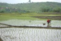 تا چند سال دیگر شالیکاران برنجی برای فروش نخواهند داشت