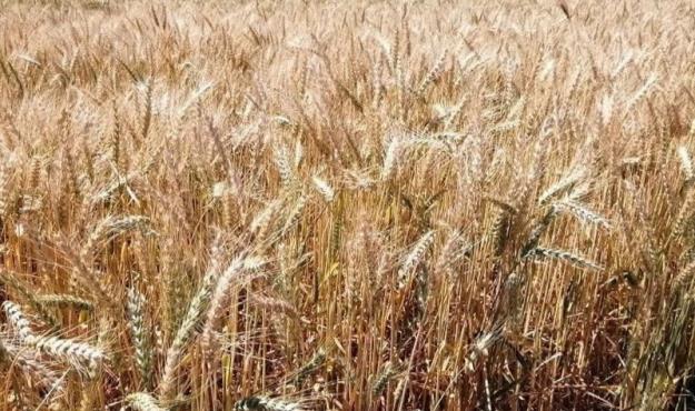 دستور رئیسی برای بررسی اصلاح قیمت تضمینی گندم
