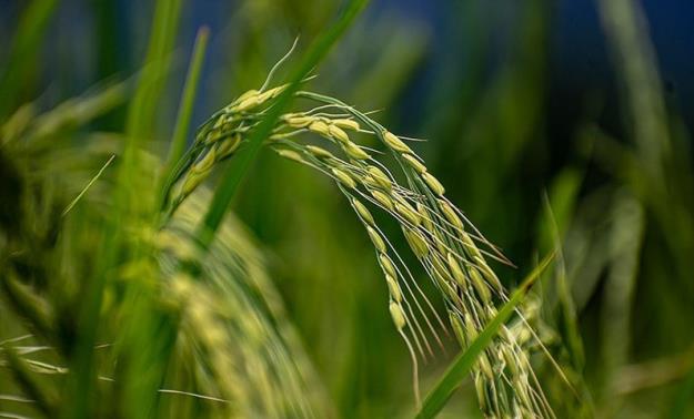اعلام نرخ جدید خرید توافقی برنج پرمحصول