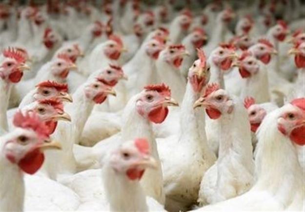  درخواست مرغداران برای حذف ارز ۴۲۰۰ تومانیِ واردات نهاده 