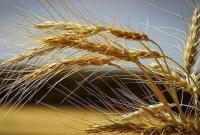  هرز رفت حداقل یک میلیون تن گندم به سمت خوراک دام و طیور