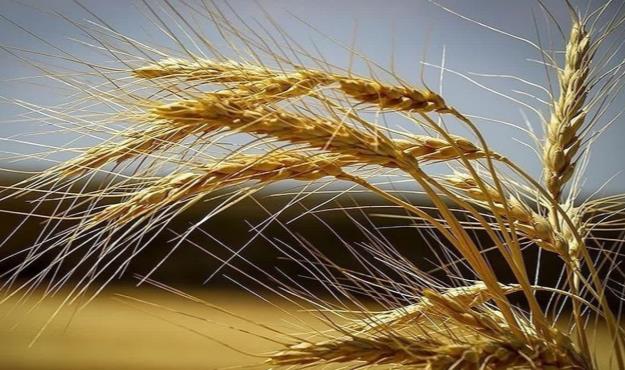  هرز رفت حداقل یک میلیون تن گندم به سمت خوراک دام و طیور