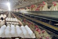 اظهارنظر رئیس اتحادیه مرغداران درباره قیمت تخم‌مرغ